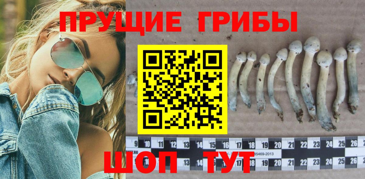 Галлюциногенные грибы Psilocybe Северодвинск